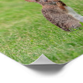 Poster 10x8 Rabbit debout dans l'herbe et l'air timide (Coin)