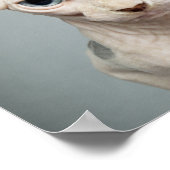 Poster 11 Sphinx Cat (Coin)