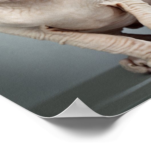 Poster 11 Sphinx Cat (Coin)