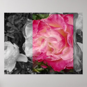 POSTER 11x14, ROZE Bloem
