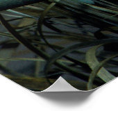 Poster 12 Écorce de canaris (Sérus canaria (Coin)