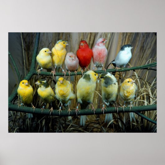 Poster 12 Écorce de canaris (Sérus canaria (Devant)