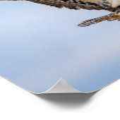 Poster 14x11 Balbuzard pêcheur entrant pour un atterrissa (Coin)