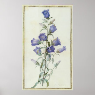 Poster 15:Campanula : Moyen 1787