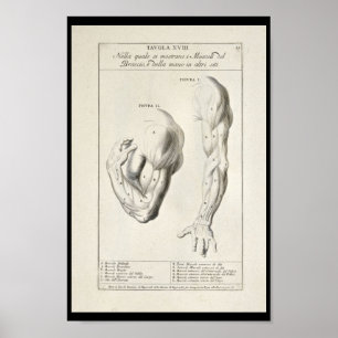 Poster 1691 Anatomie artistique Muscles Arm Art Print