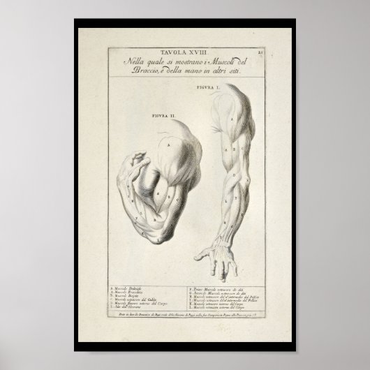 Poster 1691 Anatomie artistique Muscles Arm Art Print (Devant)
