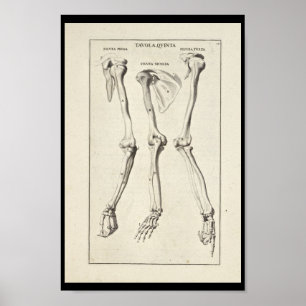 Poster 1691 Anatomie artistique Os à bras Imprimer