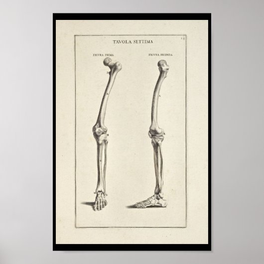 Poster 1691 Anatomie artistique os de jambe Art (Devant)