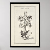 Poster 1691 Anatomie artistique Squelette d'art Imprimer (Devant)