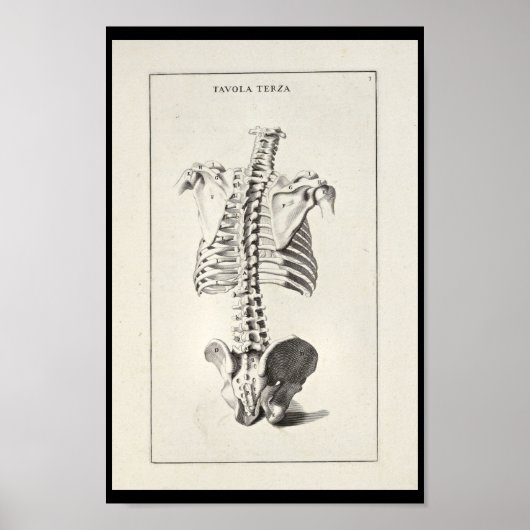 Poster 1691 Anatomie artistique Squelette Squelette Art i (Devant)