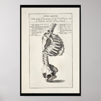 1691 Anatomie artistique Squelette Squelette Art i
