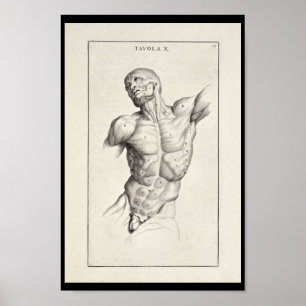 Poster 1691 Artistic Anatomy Muscles Torso Art Print