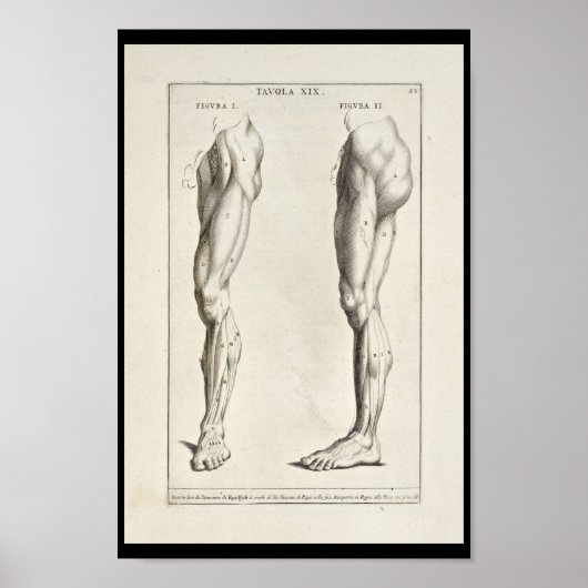 Poster 1691 Muscles d'anatomie artistique de la jambe Imp (Devant)