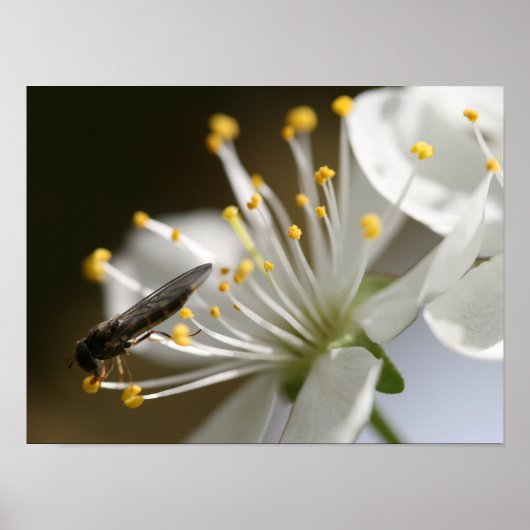 Poster 16 po x 12 po, papier d'affiche de valeur (Matte) (Devant)