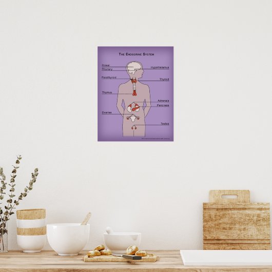 Poster 16x20 du système endocrinien (Cuisine)