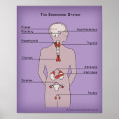 Poster 16x20 du système endocrinien (Devant)