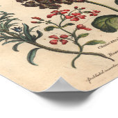 Poster 1757 Art Botanique Fleur Imprimer Romarin (Coin)