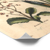 Poster 1757 Botanical Flower Art Print Blue Iris (Coin)