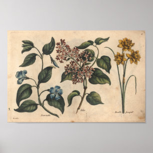 Poster 1757 Période d'impression des fleurs botaniques