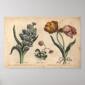 Poster 1757 Tulipe d'impression de fleurs botaniques (Devant)
