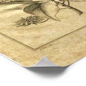 Poster 1817 Anniseed Culpeper Herbal Print (Coin)