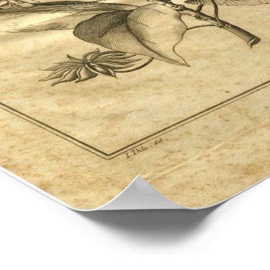 Poster 1817 Anniseed Culpeper Herbal Print (Coin)