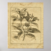 Poster 1817 Anniseed Culpeper Herbal Print (Devant)