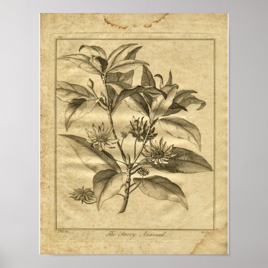 Poster 1817 Anniseed Culpeper Herbal Print (Devant)