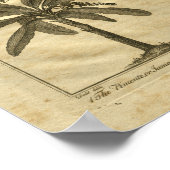 Poster 1817 Banana Plantain Culpeper Herbal Print (Coin)