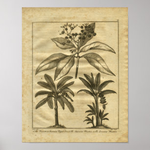 Poster 1817 Banana Plantain Culpeper Herbal Print