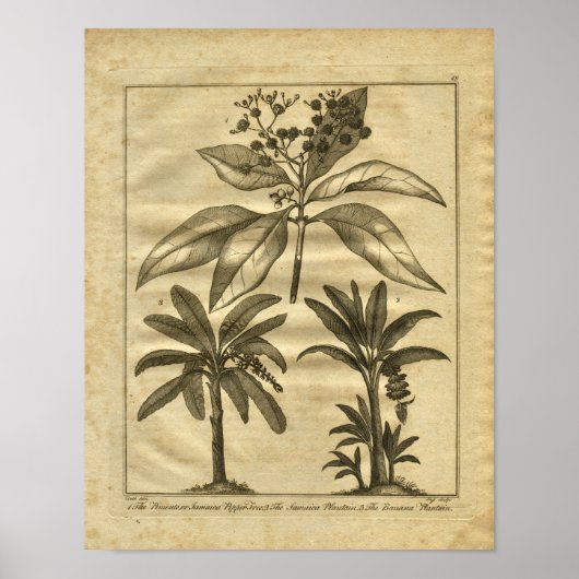 Poster 1817 Banana Plantain Culpeper Herbal Print (Devant)
