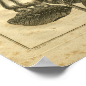 Poster 1817 Herbe de culture de noix de cajou (Coin)