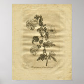 Poster 1817 Marsh Mallows Culpeper Herbal Print (Devant)