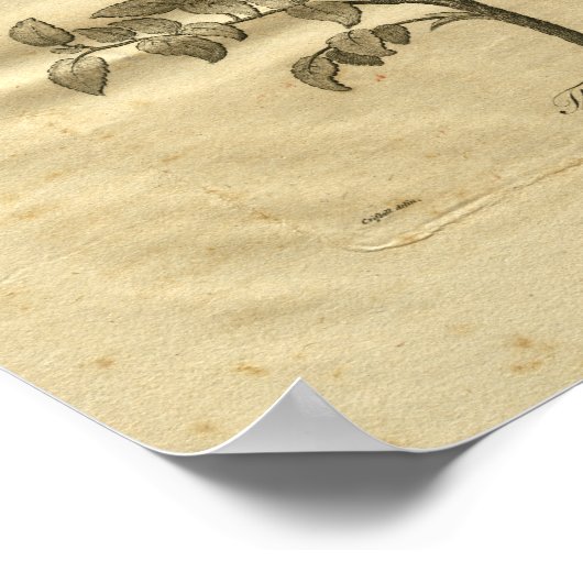 Poster 1817 Tea Tree Culpeper Herbal Print (Coin)