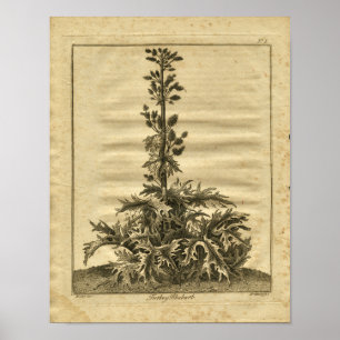 Poster 1817 Turc Rhubarb Culpeper Herbal Print