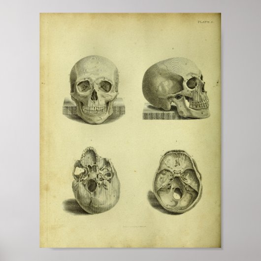 Poster 1824 Anatomie des crânes humains Imprimer (Devant)