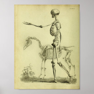 Poster 1824 Squelette Anatomie des humains et des chevaux
