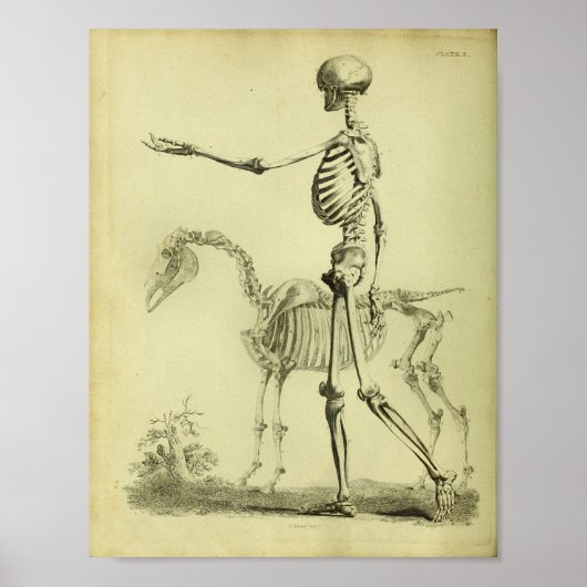 Poster 1824 Squelette Anatomie des humains et des chevaux (Devant)