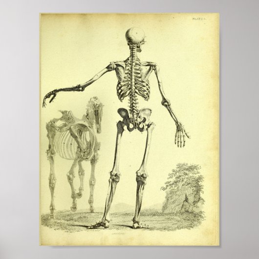 Poster 1824 Squelette Anatomie des humains et des chevaux (Devant)
