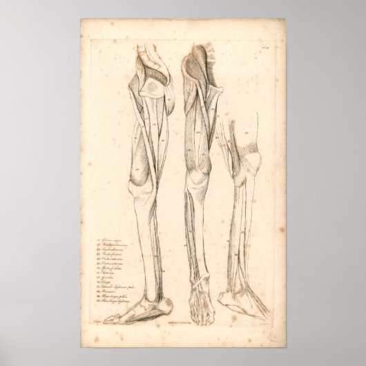 Poster 1833 Muscles d'anatomie Vintage de jambe Imprimer (Devant)