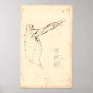 Poster 1833 Muscles d'anatomie Vintage de l'épaule Imprim
