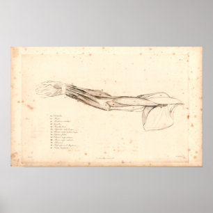 Poster 1833 Muscles de Bras Anatomie Vintage Imprimer