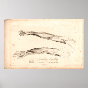 Poster 1833 muscles de copie vintage d'anatomie de bras