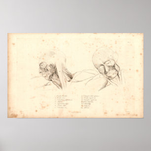 Poster 1833 Muscles tête et cou Anatomie Vintage Imprimer
