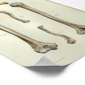 Poster 1844 Anatomie Vintage Imprimer Humerus Clavicle (Coin)