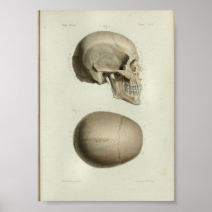 Poster 1844 Anatomie Vintage Imprimer le crâne humain