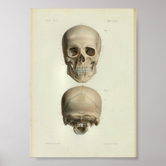 Poster 1844 Anatomie Vintage Imprimer le crâne humain (Devant)