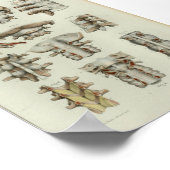 Poster 1844 Anatomie Vintage Imprimer Vertèbre épinière (Coin)