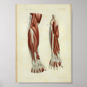 Poster 1844 copies vintages d'anatomie Muscles le bras