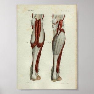 Poster 1844 copies vintages d'anatomie Muscles le veau